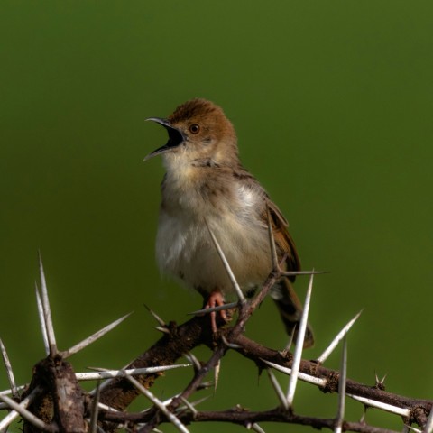 a small bird sitting on top of a thorny branch