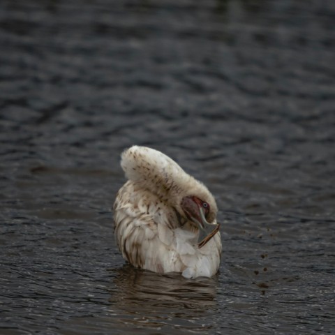 a bird with its head in the water