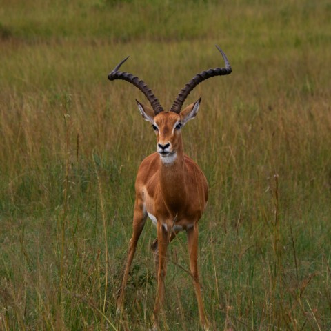 an antelope standing in a field of tall grass 8V0ZTpK