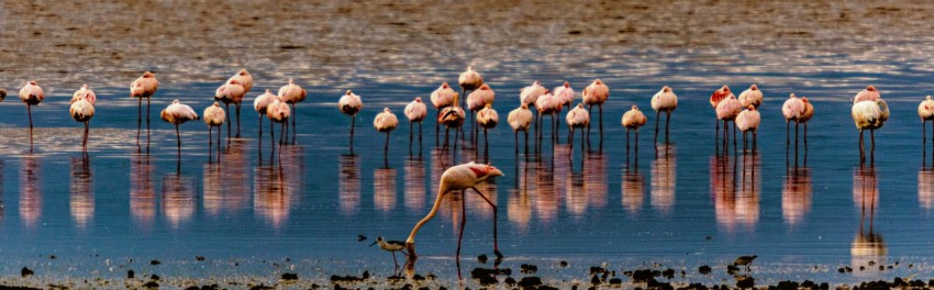 a flock of flamingos standing on top of a body of water