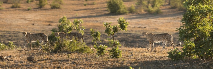 landscape photography of three cheetahs