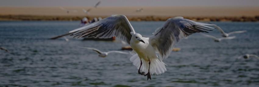 a flock of seagulls flying over a body of water _sI9us