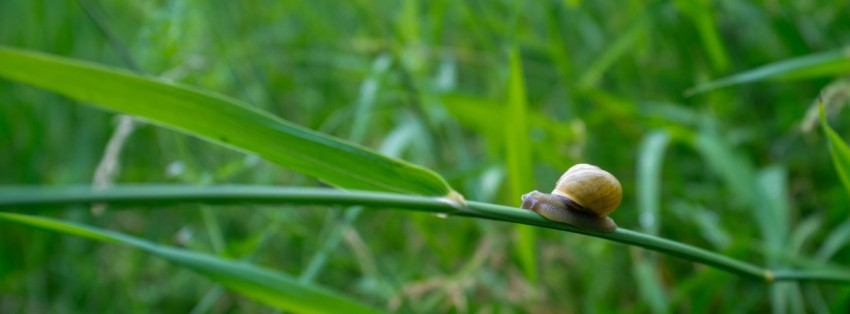 a snail crawling on a blade of grass