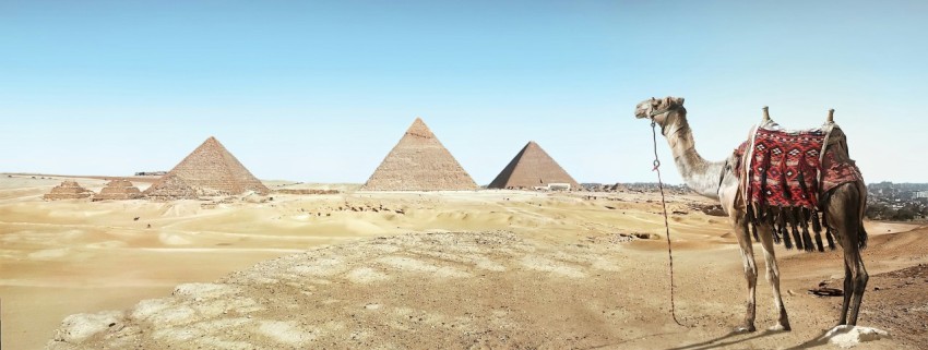 a camel is standing in front of three pyramids