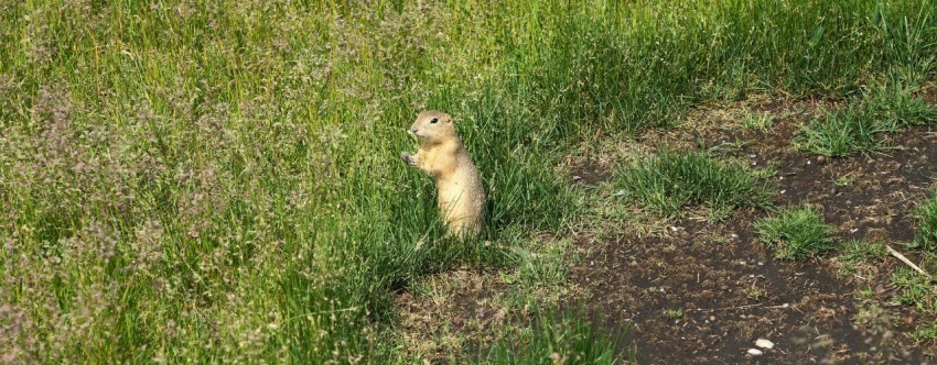 a small animal standing on its hind legs in the grass