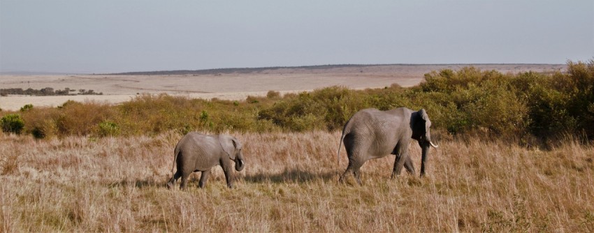 a couple of elephants walking across a grass covered field