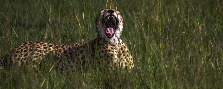 a cheetah yawns in a field of tall grass e87