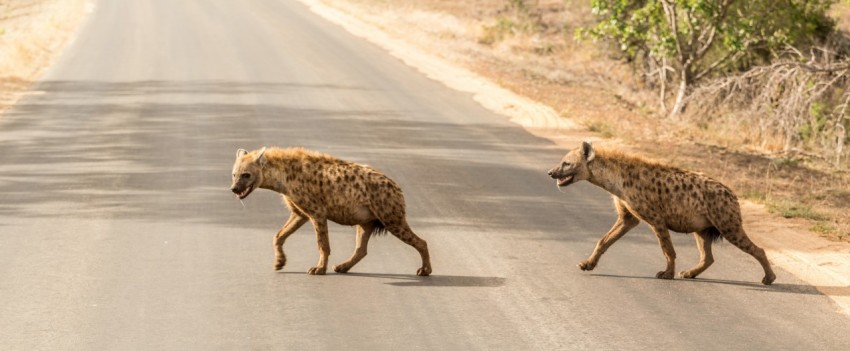 two hyena crossing concrete road YVg