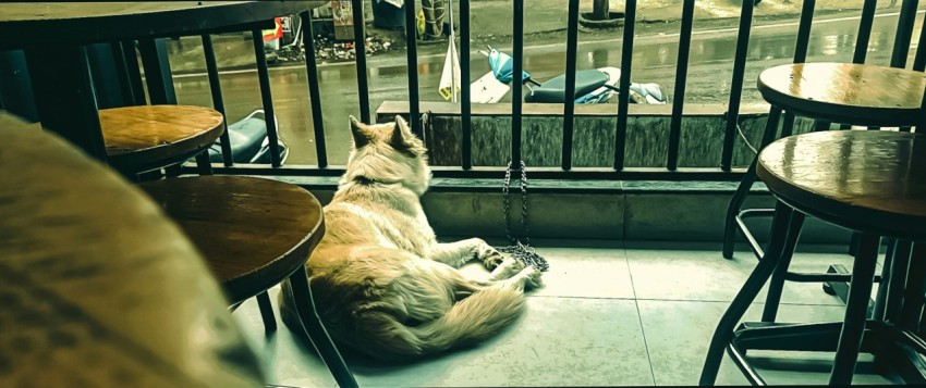 a dog laying on the floor in front of a window