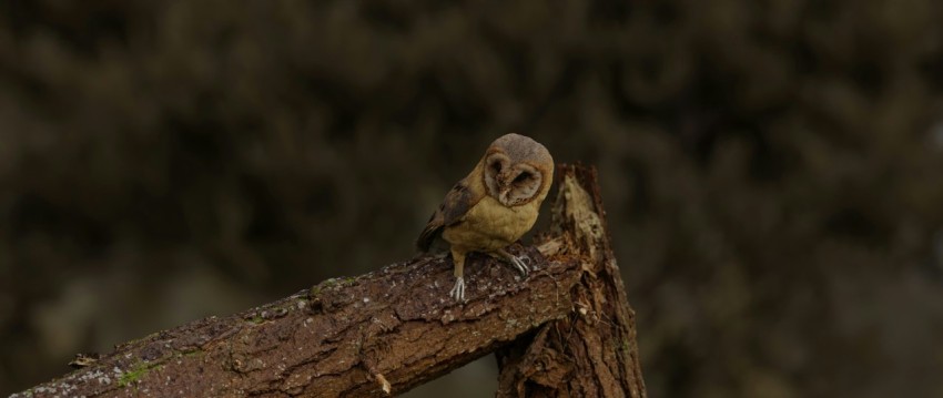 a small owl sitting on top of a tree branch