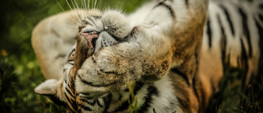 beige black and white tiger lying down on grass oR84zk