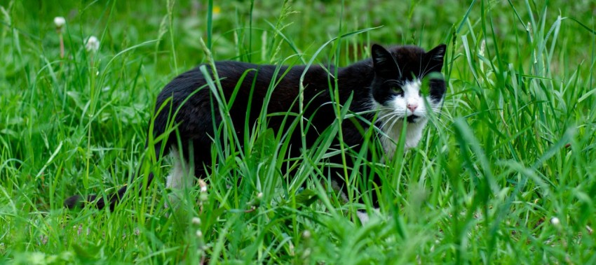 a black and white cat walking through tall grass