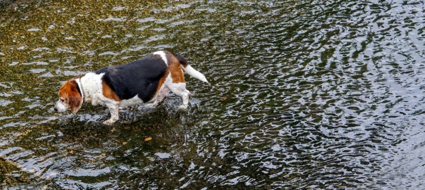 a dog walking through a body of water