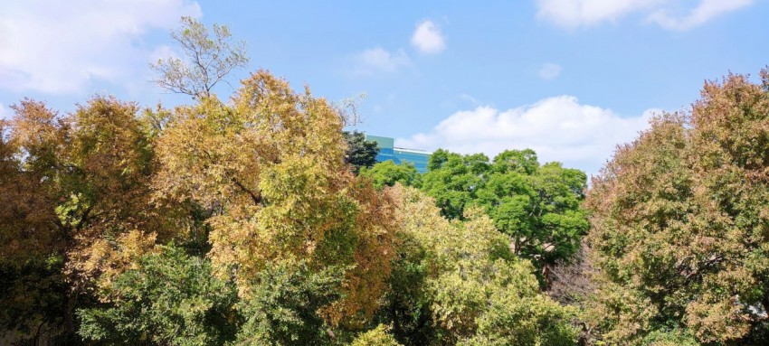 a group of trees that are next to each other