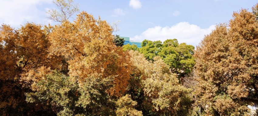 a group of trees that are next to each other oa_Gtvh