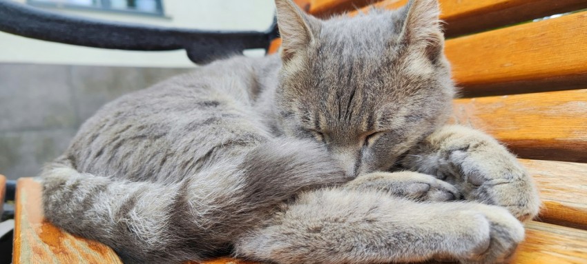 a grey cat laying on top of a wooden bench WZO