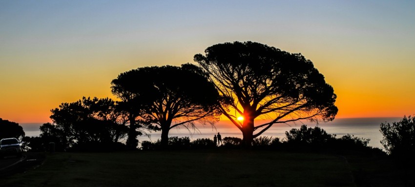 silhouette of trees near body of water