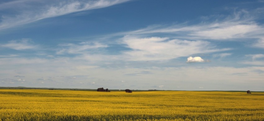 a large field of yellow grass under a blue sky