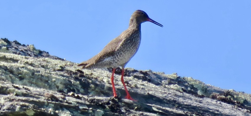 a bird standing on top of a rocky hill