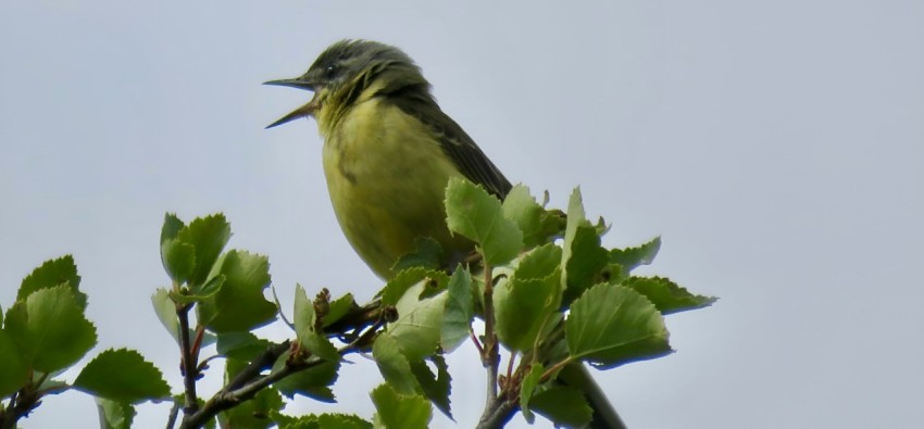 a green bird sitting on top of a tree branch