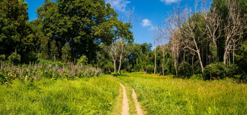 a dirt road in the middle of a forest