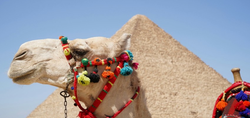 a close up of a camel near a pyramid Su6eqr7aZ