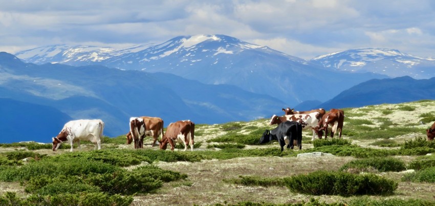 a herd of cattle grazing on a lush green hillside