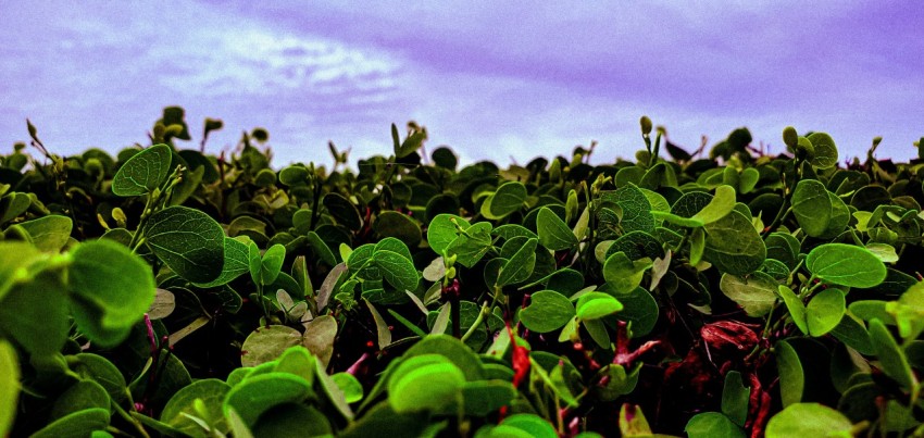 a field full of green plants under a blue sky