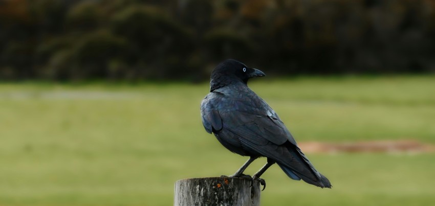 a black bird sitting on top of a wooden post