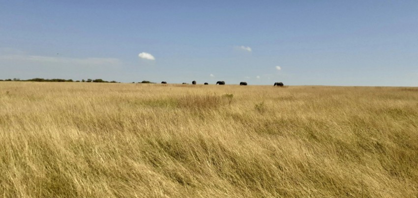 a field of tall grass with elephants in the distance