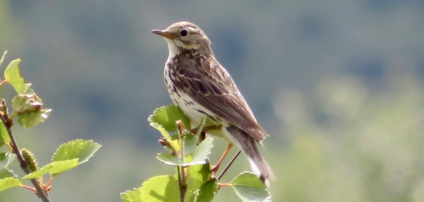 a small bird perched on top of a leafy tree