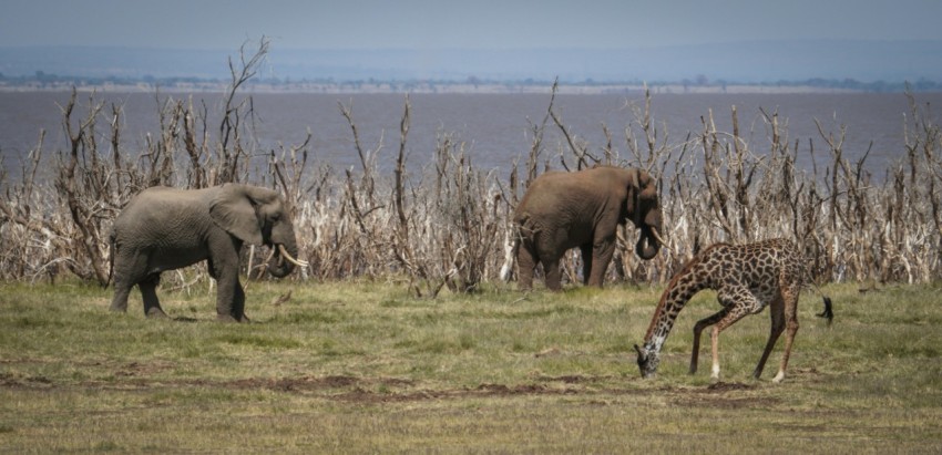 two elephants and a giraffe in a field a_P7zRdm