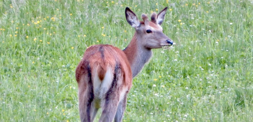 a small deer standing in a field of grass 3irhH