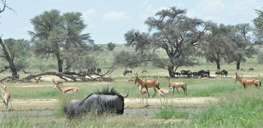 a group of animals in a field ZSfBdtb