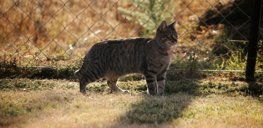 brown tabby cat on green grass field during daytime