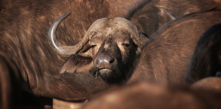 a herd of cattle standing next to each other