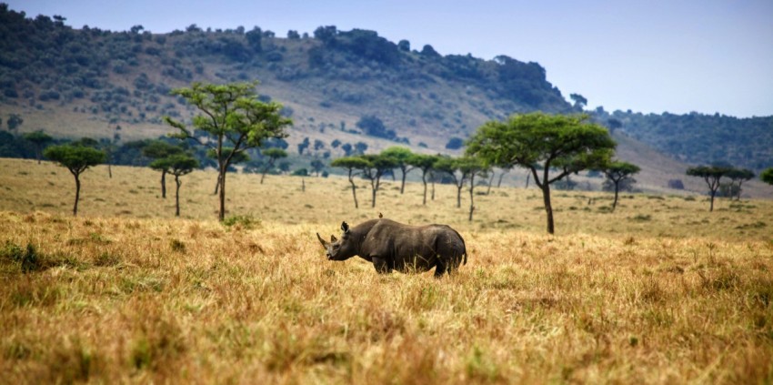 rhinoceros on brown field