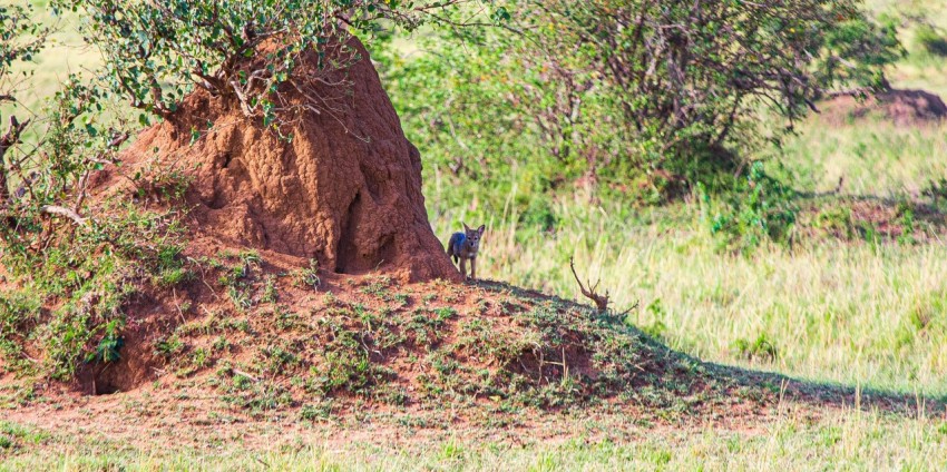 a bird standing next to a tree