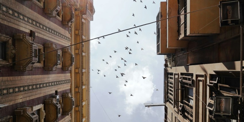 a flock of birds flying over a city street 0XNp