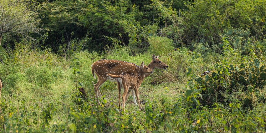 a couple of deer standing on top of a lush green field