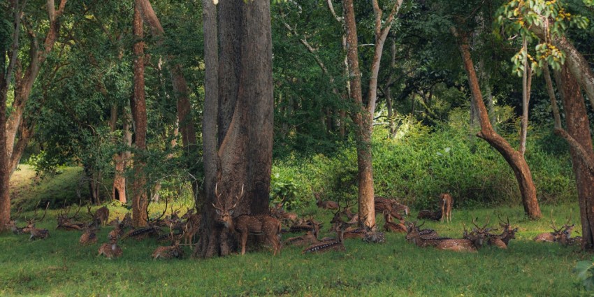 a giraffe standing in the middle of a forest