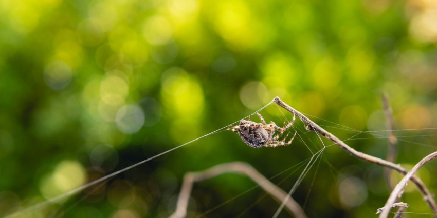 a close up of a spider on a plant