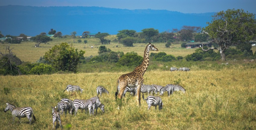 zebra on brown grass field during daytime