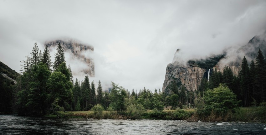 trees beside body of water