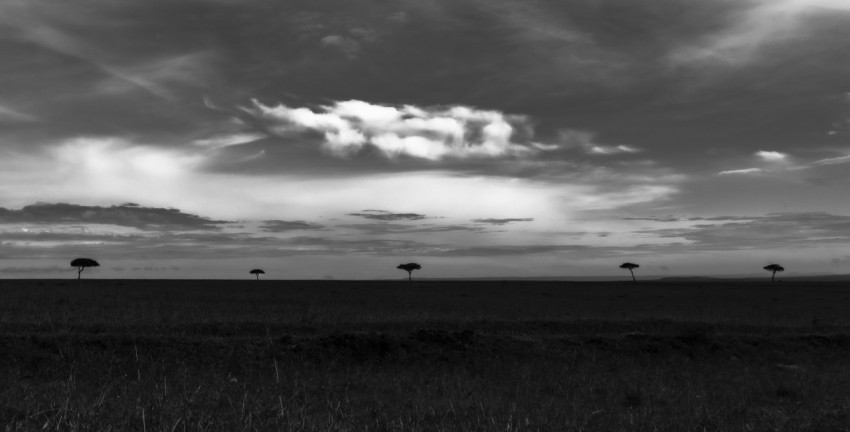 a black and white photo of trees in a field