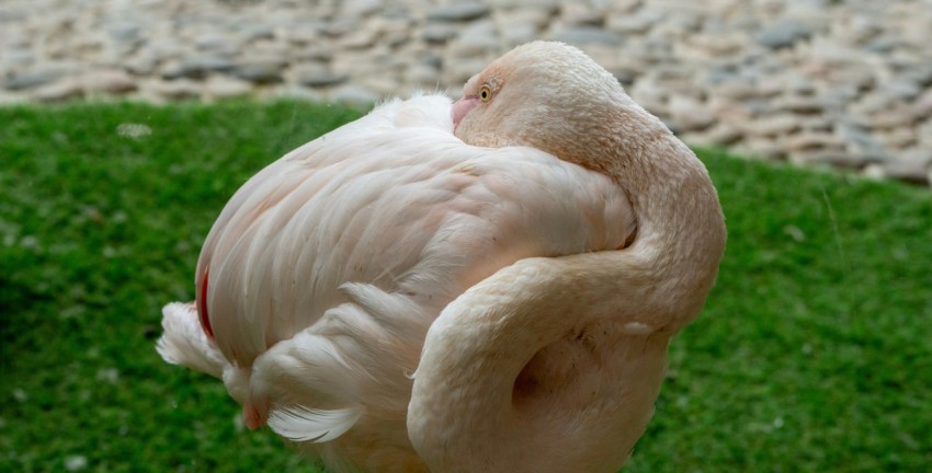 a close up of a bird on some grass