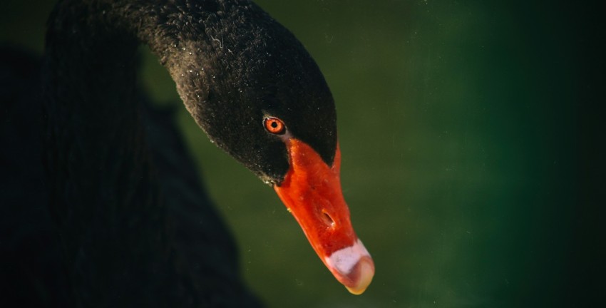 a close up of a black swan with a red beak