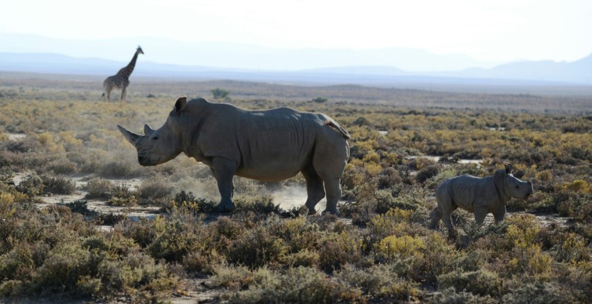 rhinos on grass land hc3