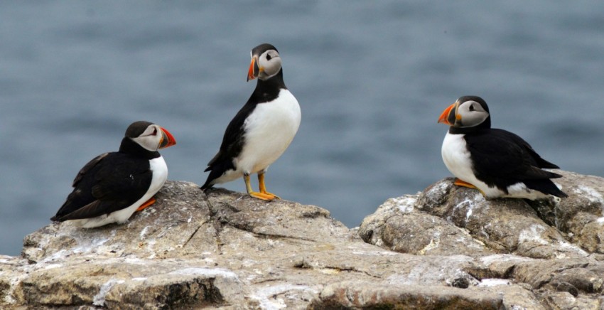 three white and black puffin birds on a rock