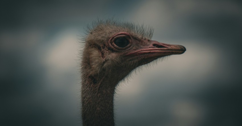 an ostrich with a cloudy sky in the background